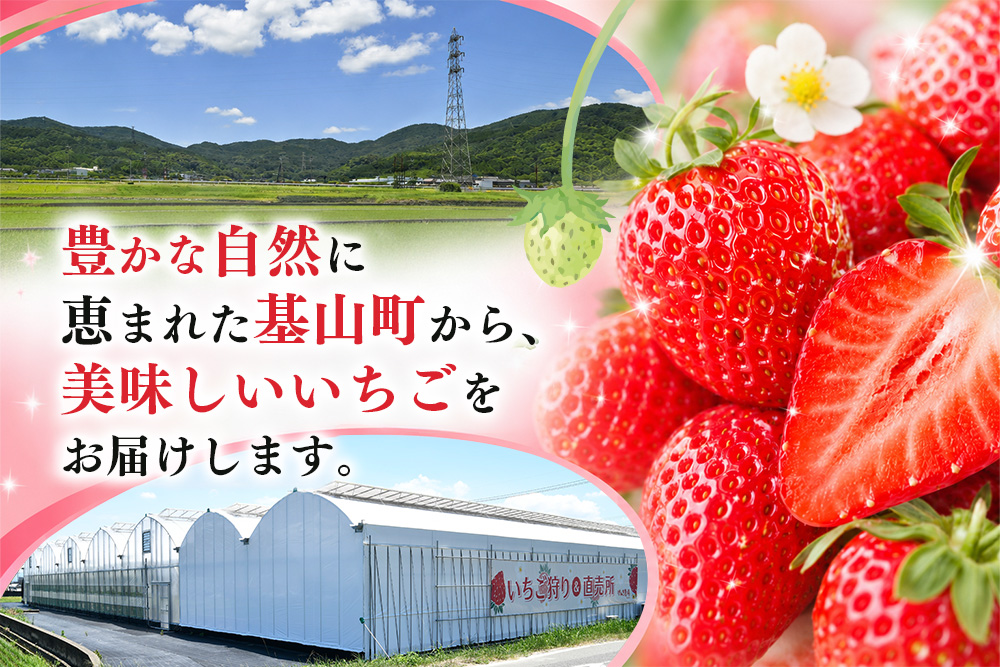 【2027年4月発送】【先行予約】【農場直送！】いちご2品種食べ比べ(約280g×2P)【ふるさと納税 佐賀県 基山町産 げんき農場 苺 ブランド苺 イチゴ いちご フルーツ 果物 くだもの 美味しい おいしい 甘い ストロベリー 産地直送 朝採れ 完熟果 KBCテレビ「ふるさとwish」で紹介されました】K100111