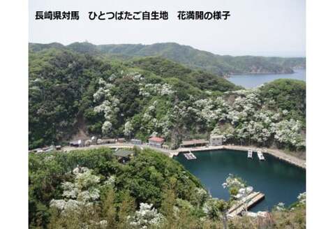 ひとつばたごの木 30年オーナー権【オーナー ひとつばたごの木 なんじゃもんじゃの木 白い花 植樹 花見】 K069003
