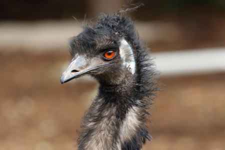 【隔月2回】エミュー肉 しゃぶしゃぶ用【エミュー 基山産 高タンパク 高鉄分 低カロリー ヘルシー ジビエ しゃぶしゃぶ 貴重肉 鉄分補給】K006335
