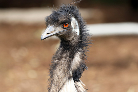【隔月3回】エミュー焼肉用3種の味セット【エミュー 基山産 高タンパク 高鉄分 低カロリー ヘルシー ジビエ 貴重肉 鉄分補給】K006332