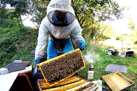 みよしの百花蜜 220g×3本【はちみつ 百花蜜 国産 ミツバチ 甘み スッキリ 3本入 使いやすい セット】K063032