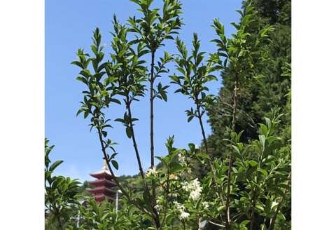 ひとつばたごの木 30年オーナー権【オーナー ひとつばたごの木 なんじゃもんじゃの木 白い花 植樹 花見】 K069003