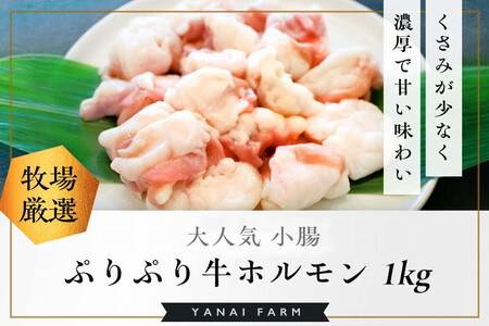 〈口どけなめらか〉梁井 ぷりぷりホルモン 1kg(小腸)【コラーゲン 牛もつ 小腸 ぷりぷり 弾力 焼肉 鍋 もつ鍋 味噌煮込み 小分け パック】K081036