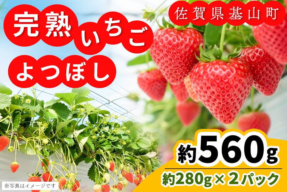 【九州内配送】【先行受付 2026年1月より発送】【農場直送！】よつぼし(約280g×2P)【ふるさと納税 基山町産 いちご イチゴ 朝採れ 完熟果】K100021