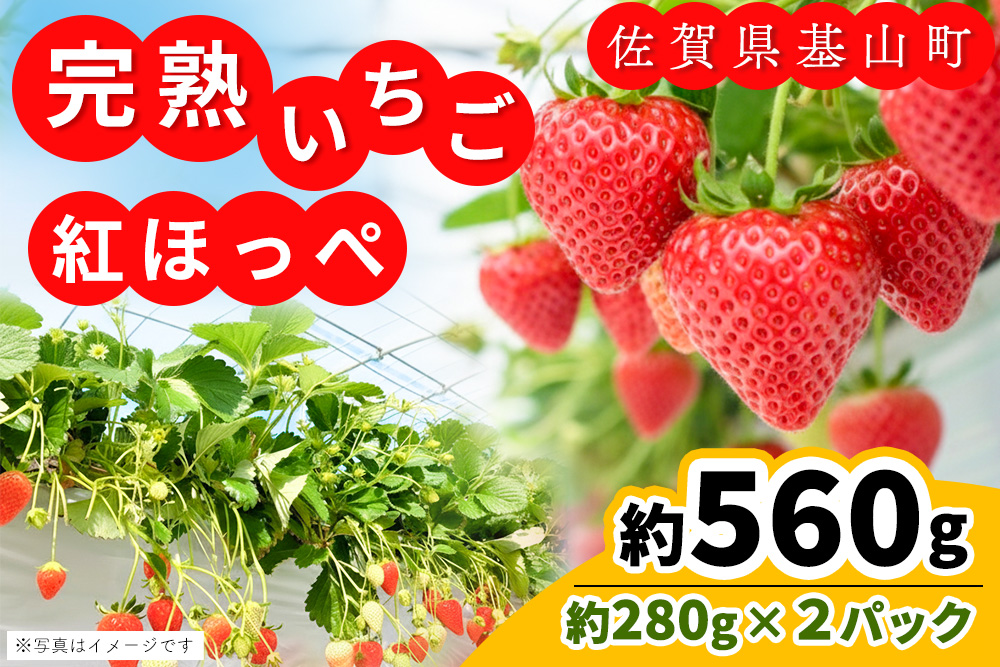 【九州内配送】【先行受付 2026年1月より発送】【農場直送！】紅ほっぺ(約280g×2P)【ふるさと納税 基山町産 いちご イチゴ 朝採れ 完熟果】K100025
