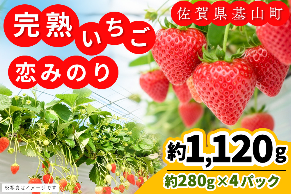【九州内配送】【先行受付 2026年1月より発送】【農場直送！】恋みのり(約280g×4P)【ふるさと納税 基山町産 いちご イチゴ 朝採れ 完熟果】K100028