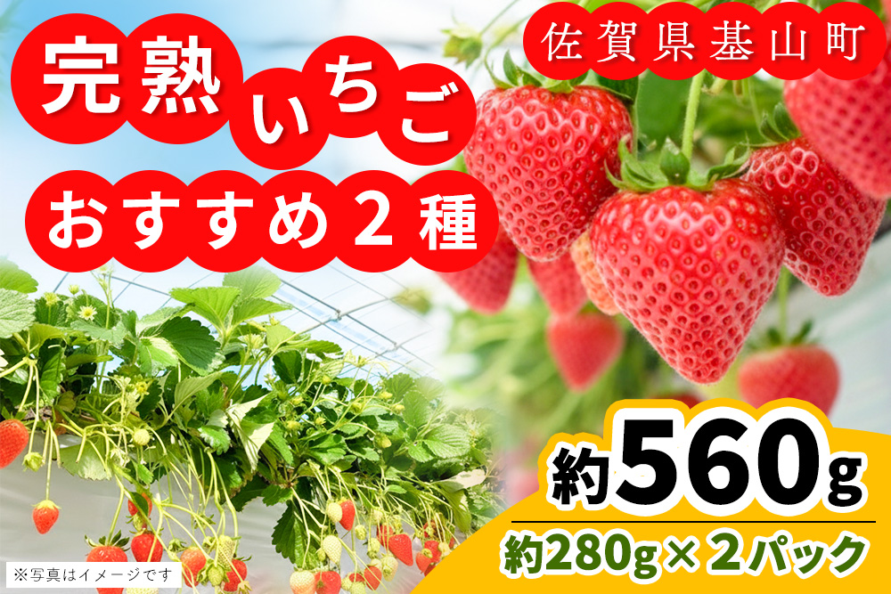 【九州内配送】【先行受付 2026年1月より発送】【農場直送！】いちご2品種食べ比べ(約280g×2P)【ふるさと納税 基山町産 いちご イチゴ 朝採れ 完熟果】K100029