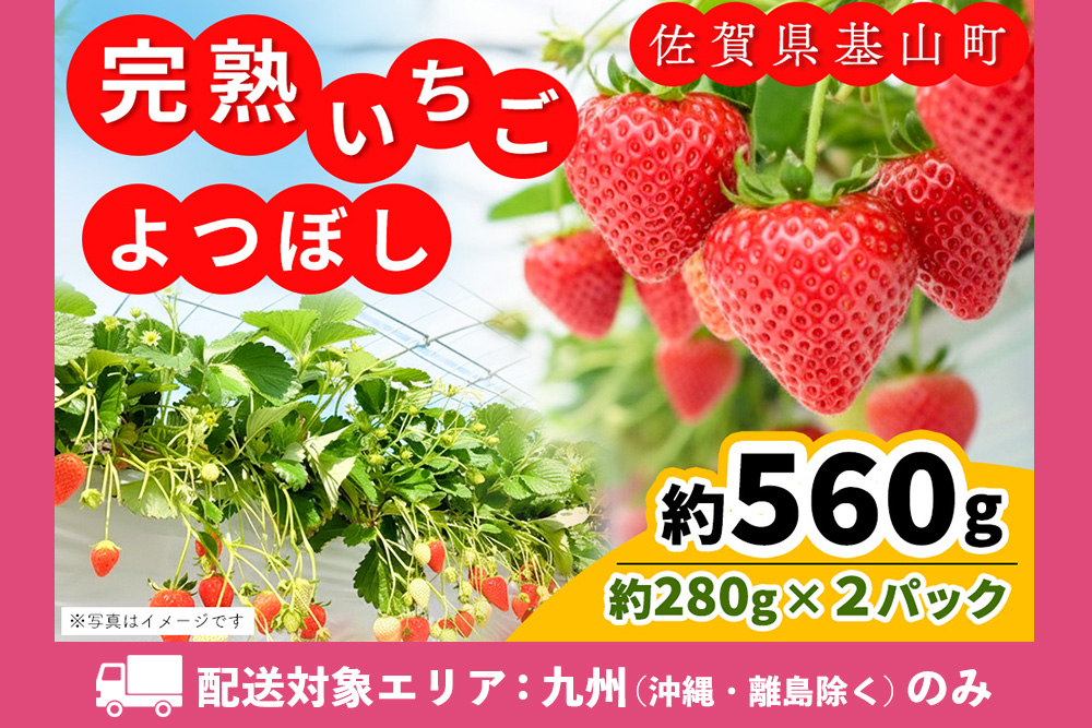 【九州内配送】【先行受付 2026年1月より発送】【農場直送！】よつぼし(約280g×2P)【ふるさと納税 基山町産 いちご イチゴ 朝採れ 完熟果】K100021