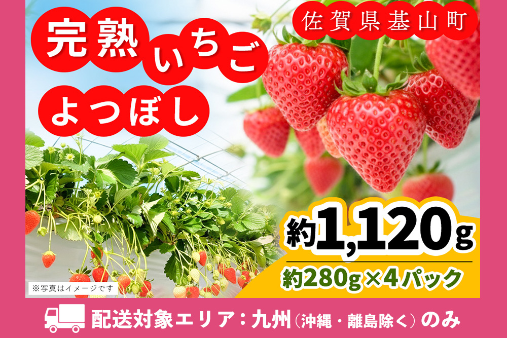 【九州内配送】【先行受付 2026年1月より発送】【農場直送！】よつぼし(約280g×4P)【ふるさと納税 基山町産 いちご イチゴ 朝採れ 完熟果】K100022