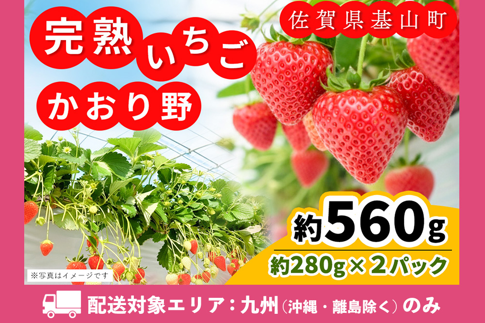 【九州内配送】【先行受付 2026年1月より発送】【農場直送！】かおり野(約280g×2P)【ふるさと納税 基山町産 いちご イチゴ 朝採れ 完熟果】K100023