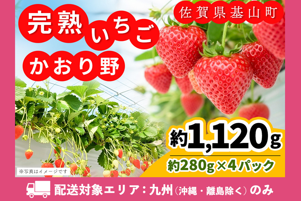 【九州内配送】【先行受付 2026年1月より発送】【農場直送！】かおり野(約280g×4P)【ふるさと納税 基山町産 いちご イチゴ 朝採れ 完熟果】K100024