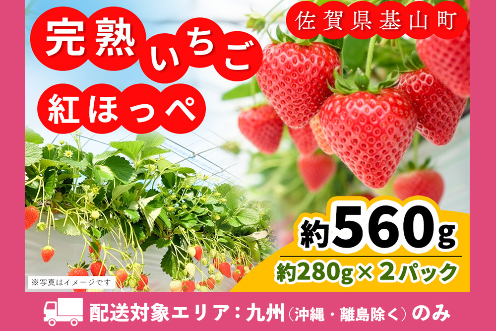 【九州内配送】【先行受付 2026年1月より発送】【農場直送！】紅ほっぺ(約280g×2P)【ふるさと納税 基山町産 いちご イチゴ 朝採れ 完熟果】K100025