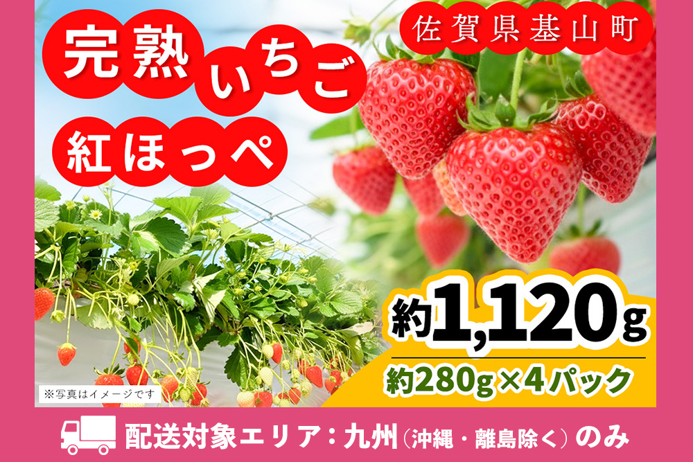 【九州内配送】【先行受付 2026年1月より発送】【農場直送！】紅ほっぺ(約280g×4P)【ふるさと納税 基山町産 いちご イチゴ 朝採れ 完熟果】K100026