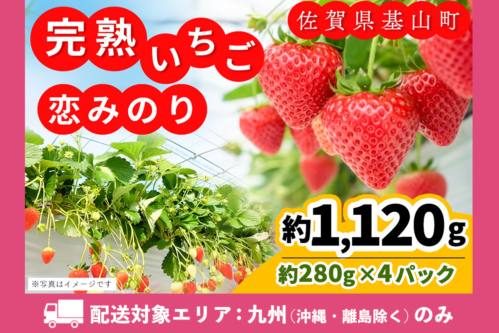 【九州内配送】【先行受付 2026年1月より発送】【農場直送！】恋みのり(約280g×4P)【ふるさと納税 基山町産 いちご イチゴ 朝採れ 完熟果】K100028