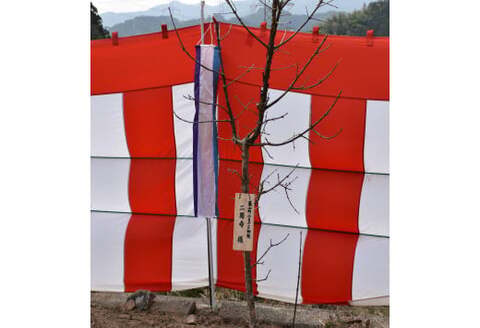 ひとつばたごの木 30年オーナー権【オーナー ひとつばたごの木 なんじゃもんじゃの木 白い花 植樹 花見】 K069003