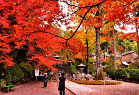 大興善寺契園入園・お茶席券【大人旅 癒し つつじ もみじ もみじ狩り 紅葉 新緑 山歩き ひとり旅 散策】 K004003