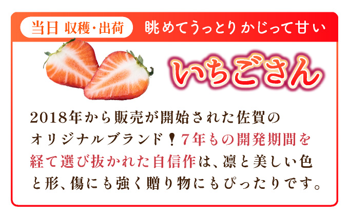 《先行予約・数量限定》佐賀県人気NO1「いちごさん」約1kg（235g×4p）B-1091-KN