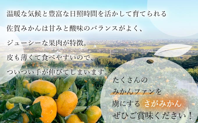 【期間限定】さがみかん （5代目みかん9.5kg）【温州みかん 甘い 濃厚 ジューシー コク 完熟 熟成みかん 蔵出し 蔵入り 柑橘 密柑 ギフト 果物 フルーツ 佐賀県産 佐賀県 大和 太良 石橋果樹園 人気】【C-649-IK】