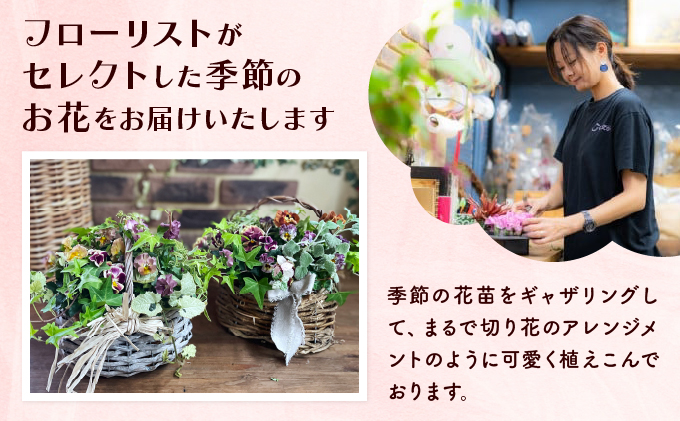 【定期便5回】季節のお花が楽しめる☆お花屋さんの定期便 5回 ブリコラージュフラワー 寄せ植え 15~20株