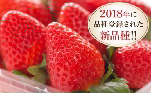 佐賀県産いちご「いちごさん」240g×4P 計960g! 【B-1183-AS】