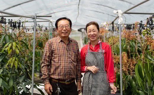 【完熟三養基マンゴー】冷凍スライスマンゴー 400g C-531