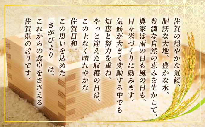 《先行予約》《2025年11月発送》 令和7年産 さがびより（精米）10kg [D-659-AS(11)]