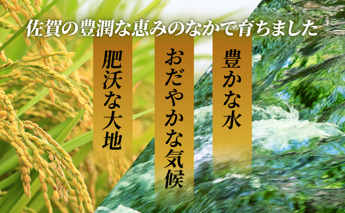 《先行予約》《2025年11月発送》 令和7年産 さがびより（精米）20kg [F-148-AS(11)]