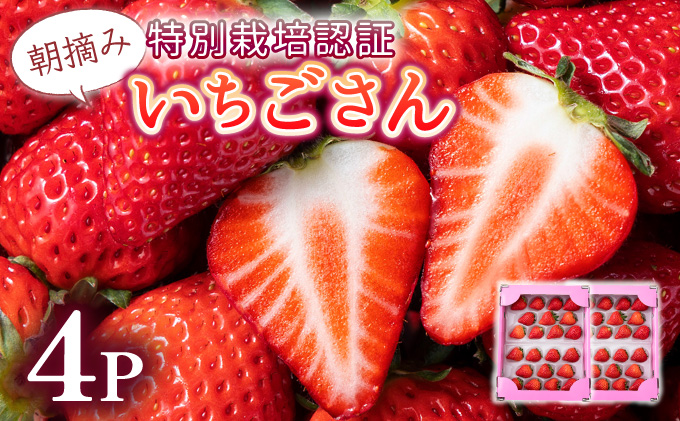 《先行予約・数量限定》佐賀県人気NO1「いちごさん」約1kg（235g×4p）B-1091-KN