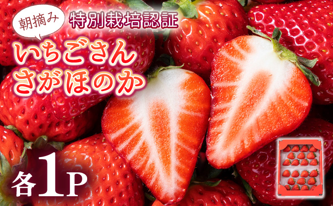 【先行予約】数量限定 いちごさん＆さがほのか食べ比べセット ★贈り物にも最適★