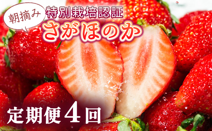【先行予約】数量限定！あまい果汁溢れる！最高級品質”さがほのか” 4回定期便 （1回 235g×4p 約1kg）
