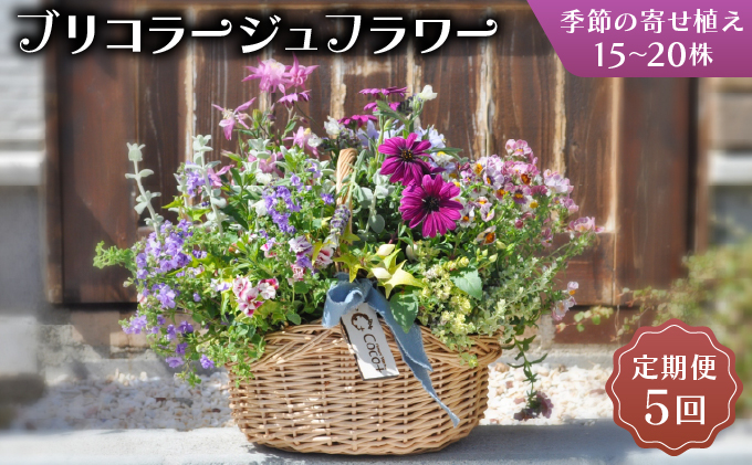 【定期便5回】季節のお花が楽しめる☆お花屋さんの定期便 5回 ブリコラージュフラワー 寄せ植え 15~20株