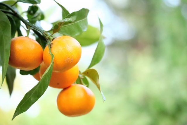 DY102_【今だけ!!限定40セット】さが美人5ｋｇ 糖度11度以上 