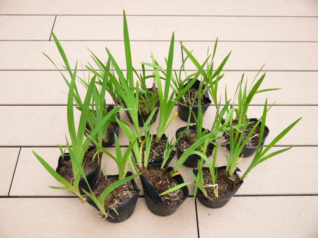 BS112_ショウブセット 花 苗 植物 家庭菜園 花壇 プランター 