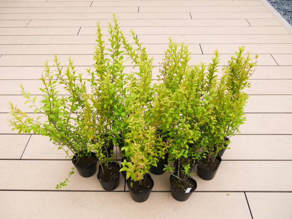 BS179_ユキヤナギ【白】 花 苗 植物 家庭菜園 花壇 プランタ