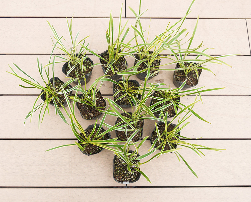 BS147_フイリヤブラン12本セット　花 苗 植物 家庭菜園 花壇 