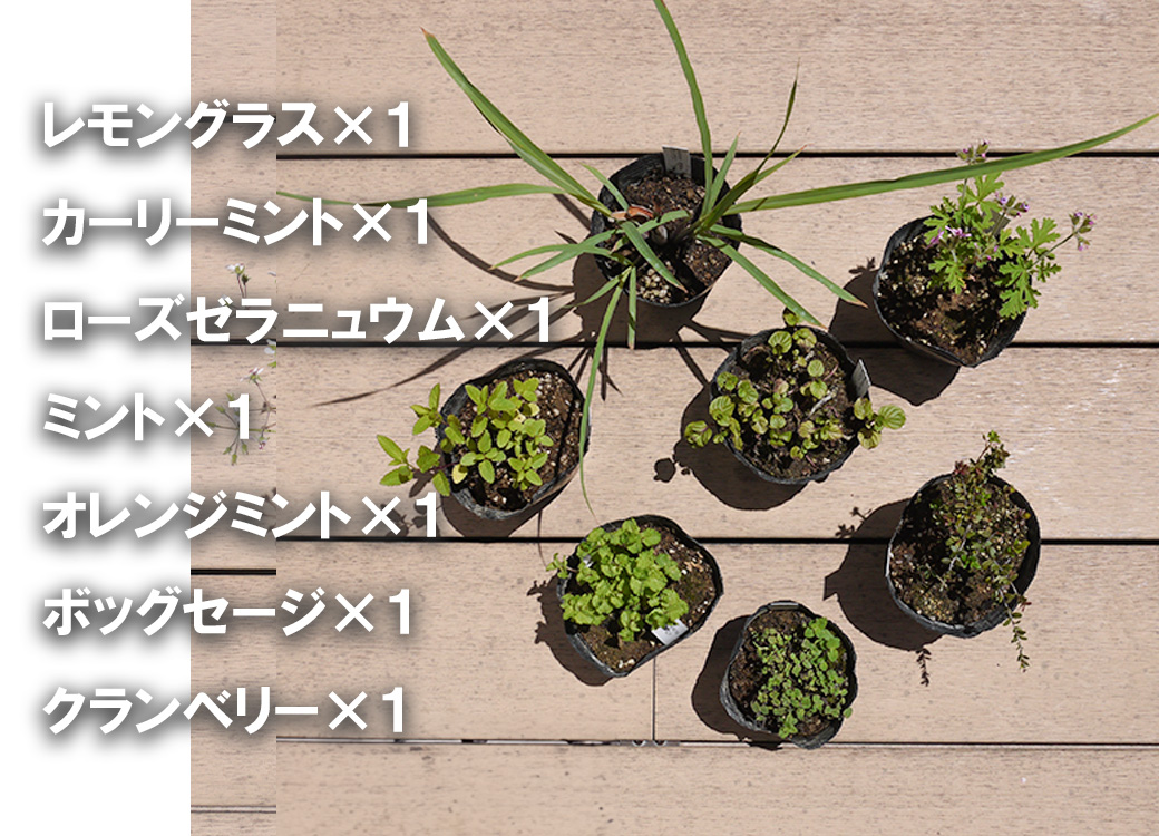 BS173_ハーブセットB　花 苗 植物 家庭菜園 花壇 プランター 