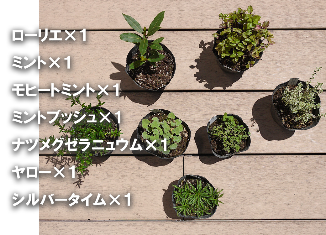 BS174_ハーブセットC　花 苗 植物 家庭菜園 花壇 プランター 