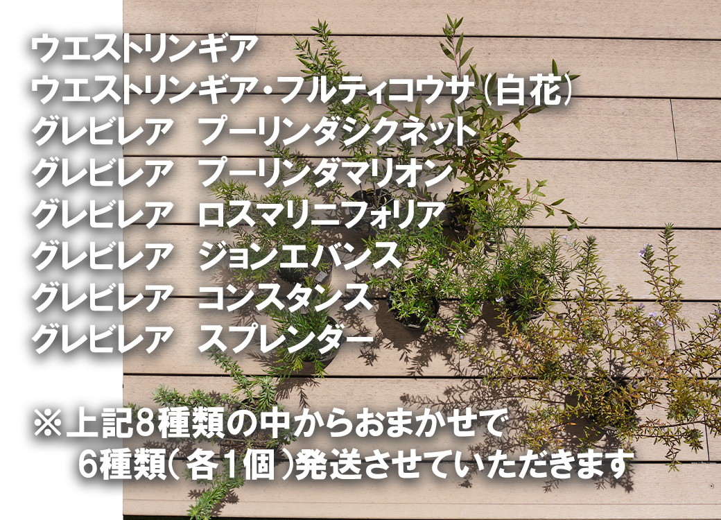 BS176_OGプランツセット　花 苗 植物 家庭菜園 花壇 プランタ