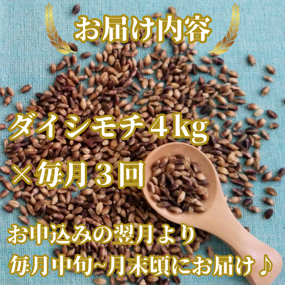CIC18_【３回定期便】ダイシモチ４ｋｇ もち麦 キラリ もち