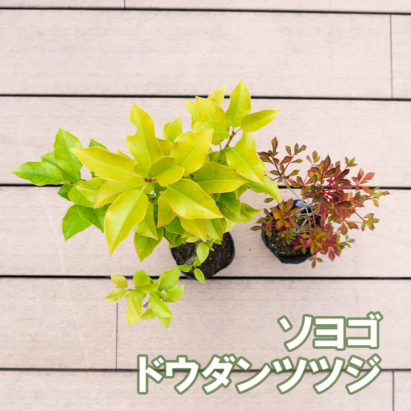 BS180_シンボルツリーセット 花 苗 植物 家庭菜園 花壇 プラ