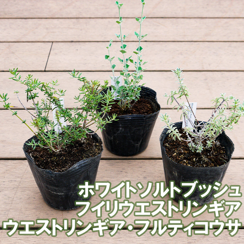 BS181_OGホワイトセット 花 苗 植物 家庭菜園 花壇 プランター