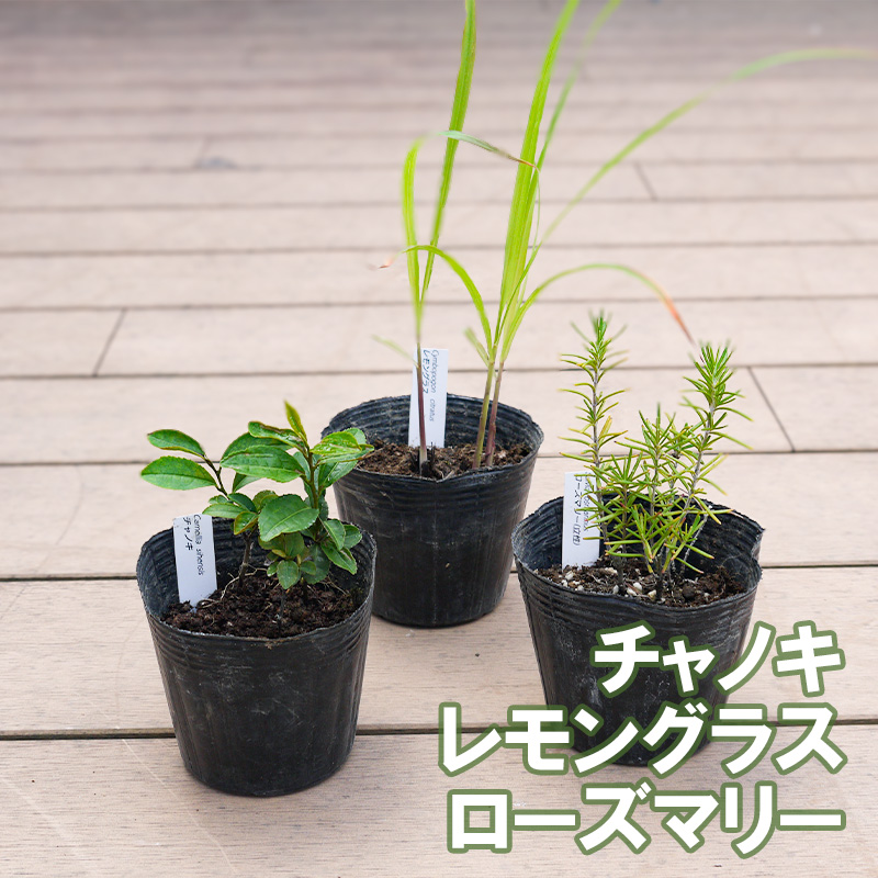 BS182_お茶・ティーセット 花 苗 植物 家庭菜園 花壇 プラン