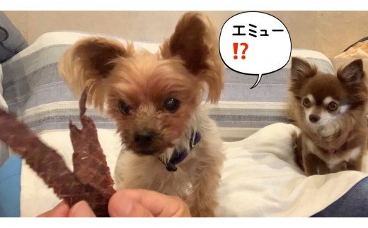 FB111  犬の無添加おやつ☆エミュージャーキー＆チキンジャ