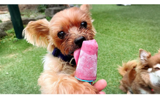 FB137 　【5月～9月発送】犬の無添加おやつ☆お砂糖不使用無