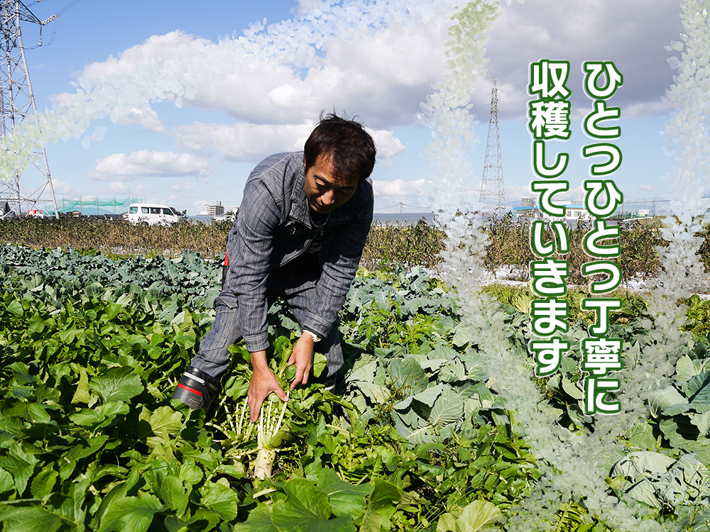 CC004_【6回定期便】かずちゃんの朝採り新鮮野菜セット毎月