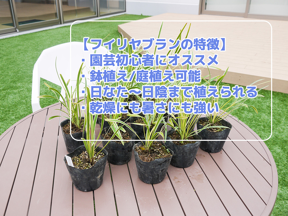 BS147_フイリヤブラン12本セット　花 苗 植物 家庭菜園 花壇 