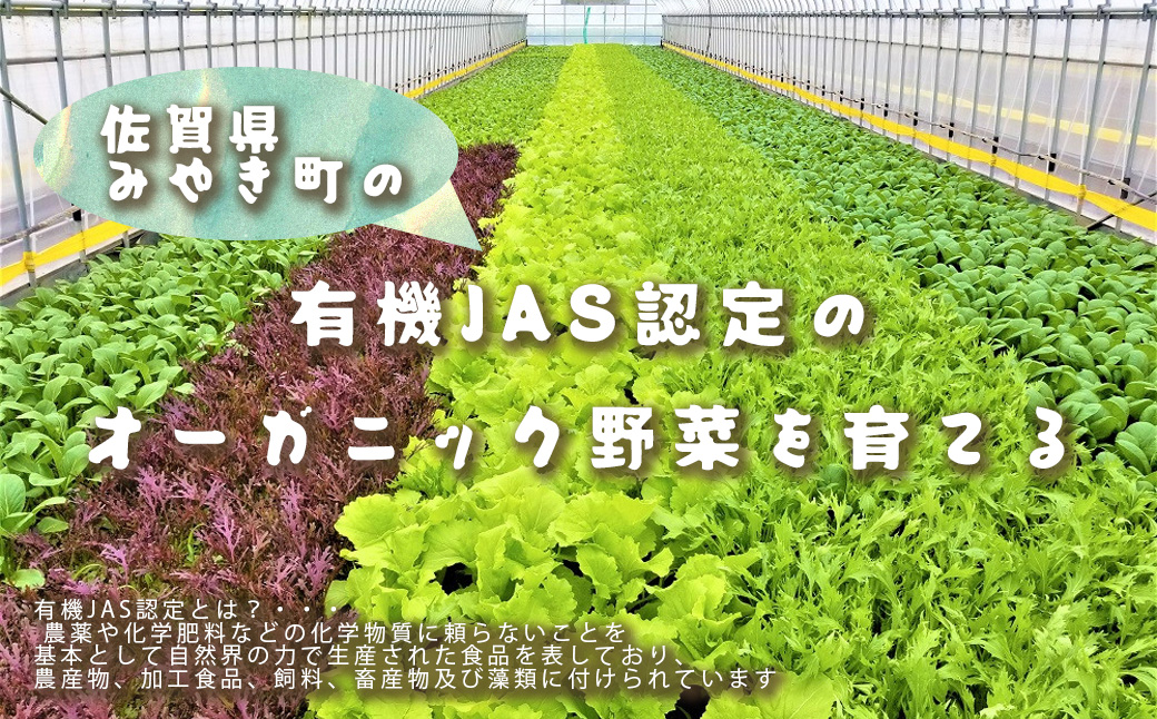 CQ036_【定期便】オーガニック葉物野菜セット【植物性で育