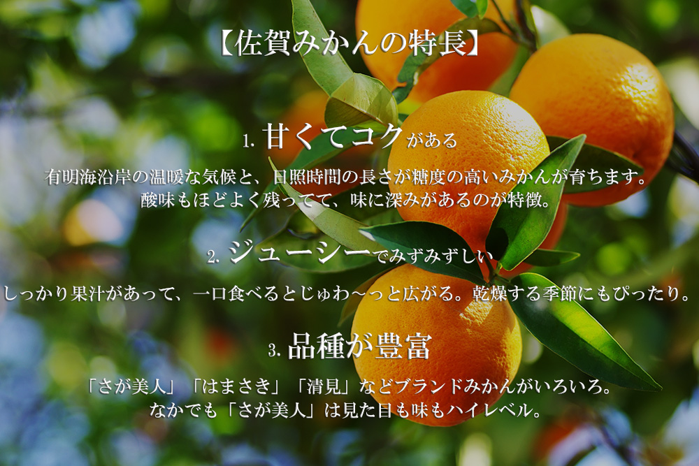 DV123_清見（きよみ）みかん8kg