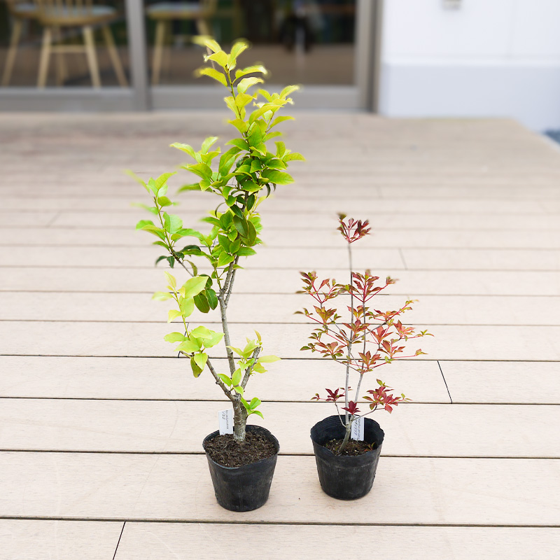 BS180_シンボルツリーセット 花 苗 植物 家庭菜園 花壇 プラ
