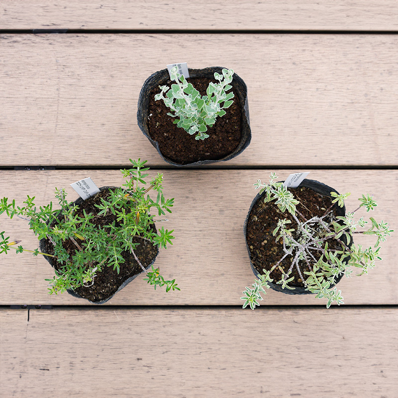 BS181_OGホワイトセット 花 苗 植物 家庭菜園 花壇 プランター